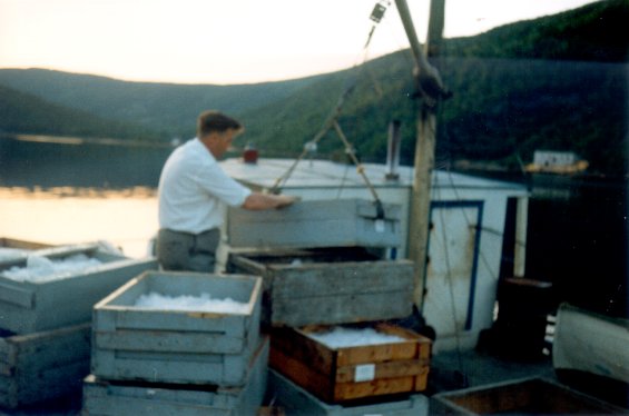 Man standing on a wharf at Englee, Great Northern Peninsula, Newfoundland, helping to unload cod fish from a boat