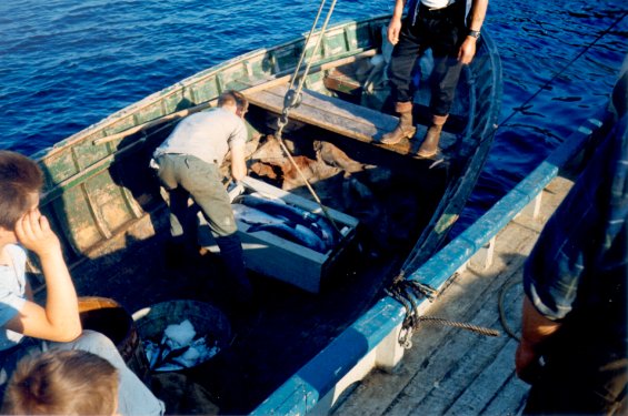 Men in a fishing boat at Englee, Great Northern Peninsula, Newfoundland, unloading cod fish