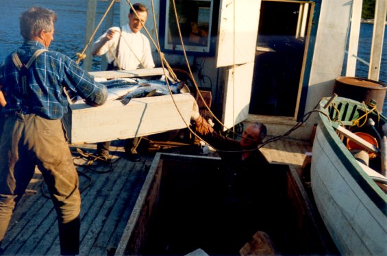 Men in a fishing boat at Englee, Great Northern Peninsula, Newfoundland, unloading cod fish