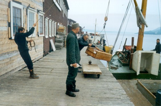Men standing on a wharf at the Canada Bay Cold Storage Company Ltd. facilities at Englee, Great Northern Peninsula, Newfoundland, helping to unload cod fish from the fishing boat 