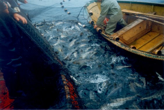 Fishermen hauling a cod trap