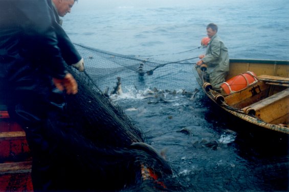 Fishermen hauling a cod trap