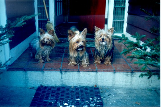 Harold L. Lake's pet Yorkshire terriers in front of the Lake family home known as 
