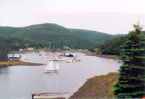 Boats in the harbour for the reunion at Harbour Buffett, Placentia Bay.