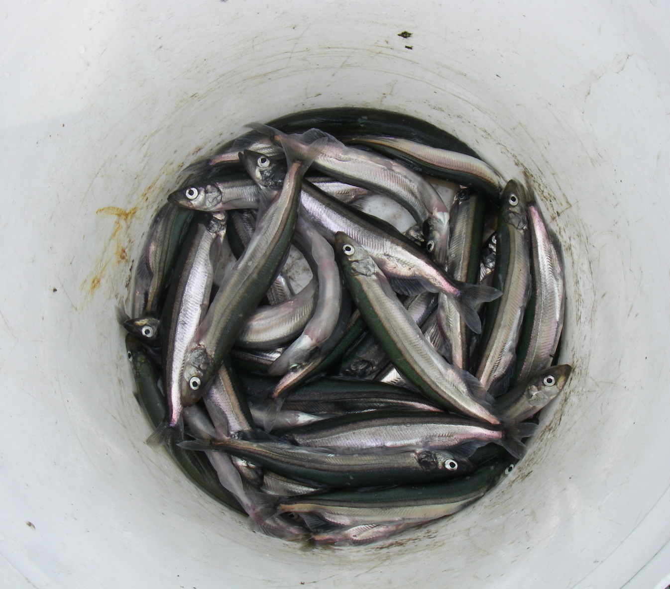 Bucket of Capelin