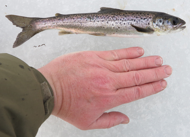 MudTrout-O-Rama in Newfoundland