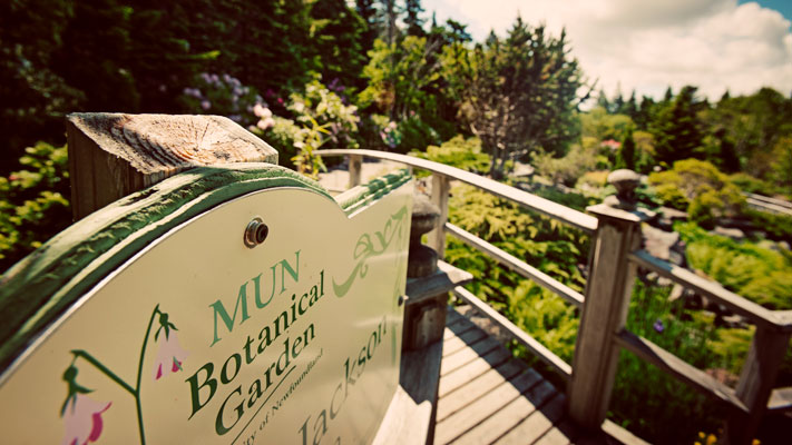 An outdoor wooden path with trees and plants surrounding it. There is a beige sign by the path with MUN Botantical Gardens written on it along with a pitcher plant logo.