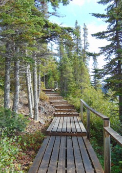Boardwalk surrounded by trees in Rigolet, Labrador