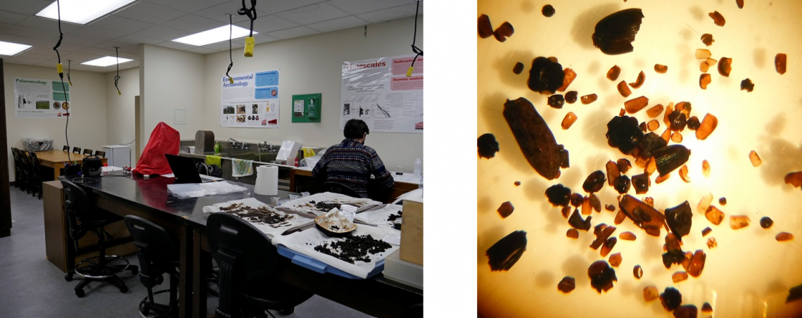 PEAT laboratory and insect collection