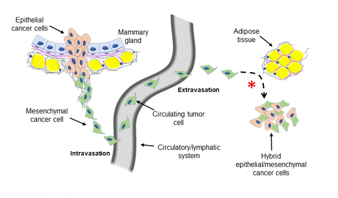 Schematic diagram showing cancer cells undergoing a partial epithelial to mesenchymal transition and vice versa.