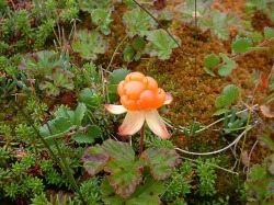 bakeapples also known as cloudberries