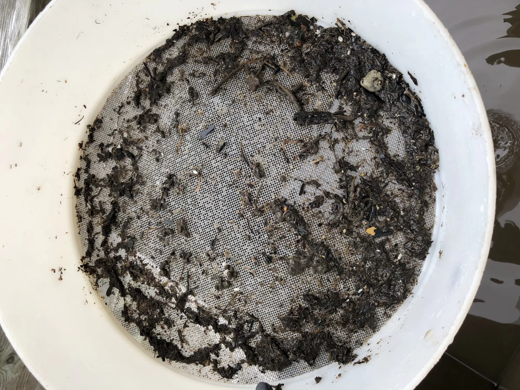 A bucket full of ocean sediment ready for analysis (Photo Credit: Nova Hansen)