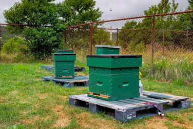The three hives at Memorial University (Photo credit: Dr. Chapman)