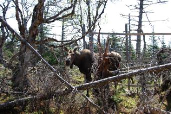 Moose - by Emilie Kissler