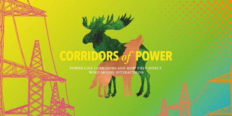Power line corridors and how they affect wolf-moose interactions
