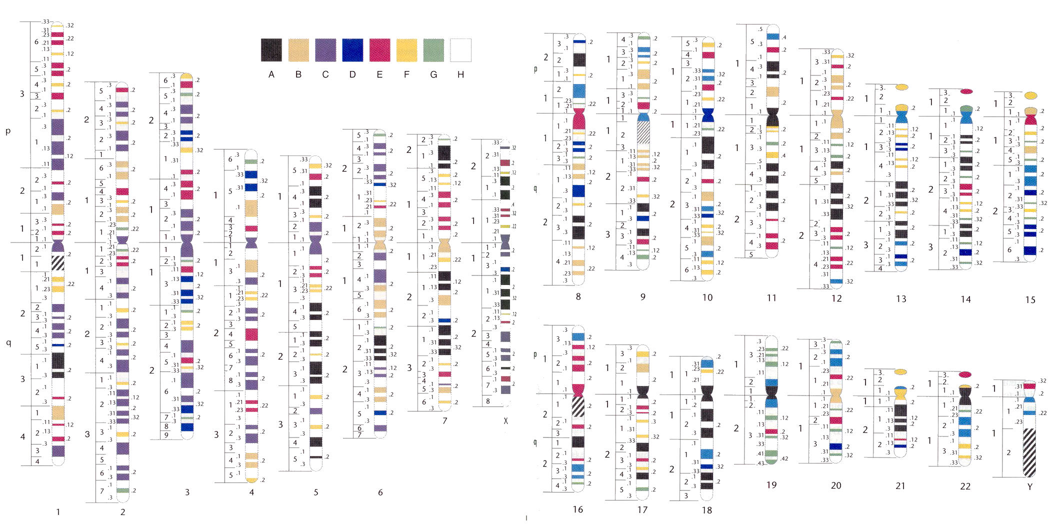 1000-band_human_karyotype.jpg