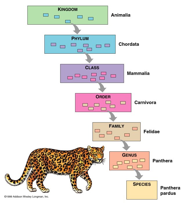 Kingdom Phylum Class Order Family Genus Species Definitions