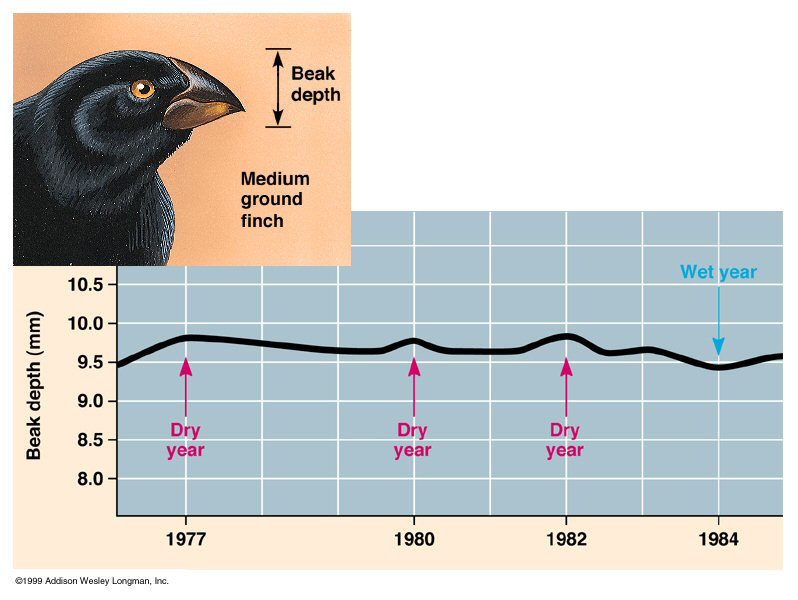 Bird Years Chart