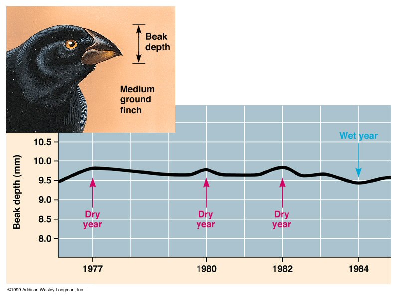 Animal Adaptation Chart