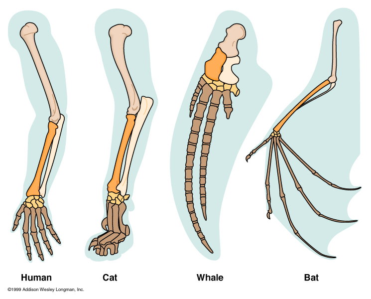 Homology of
        Forelimbs