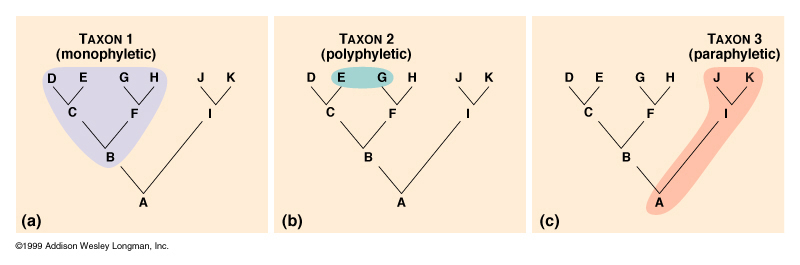 A monophyletic group highlighted in purple, a polyphyletic group highlighted in blue, and a paraphyletic group highlighted in orange