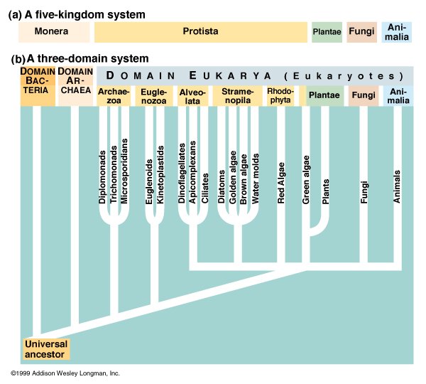 5 Kingdoms Of Living Things Chart