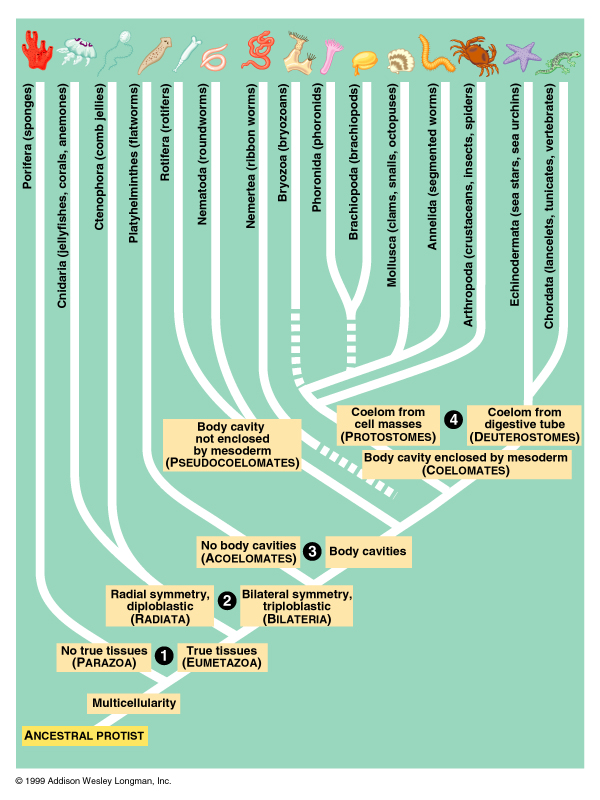 Phylogeny of Animalia