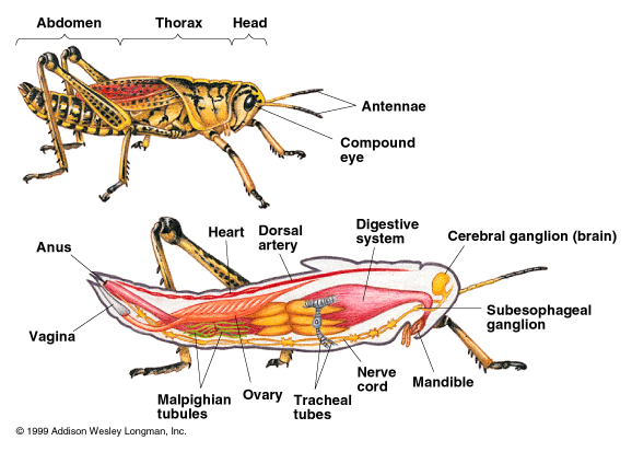 Phylum Arthropoda