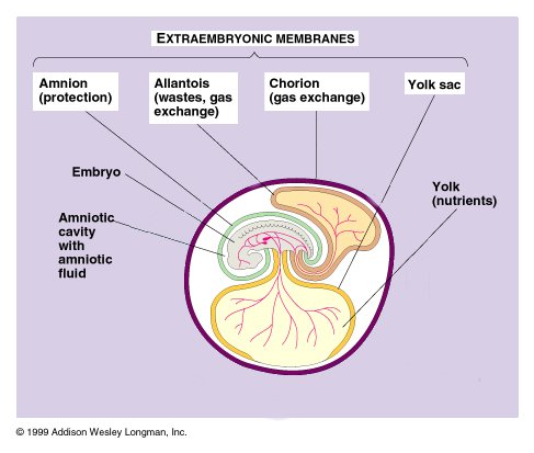 Amniotic egg | definition of amniotic egg by medical 