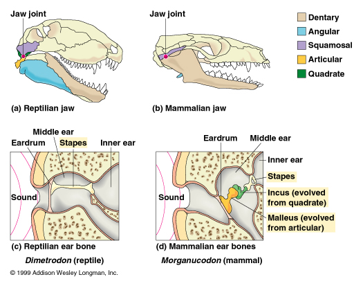 Morganucodon Evolution
