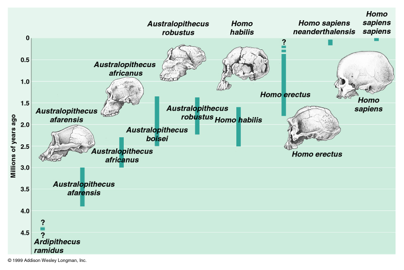 Fossil Record Chart