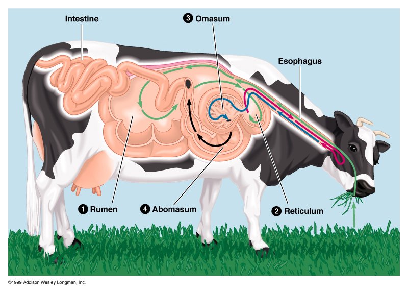 Ruminant Digestion