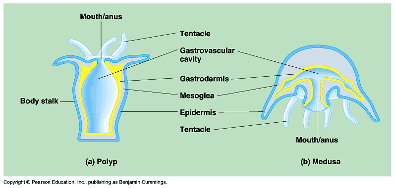 Cnidaria