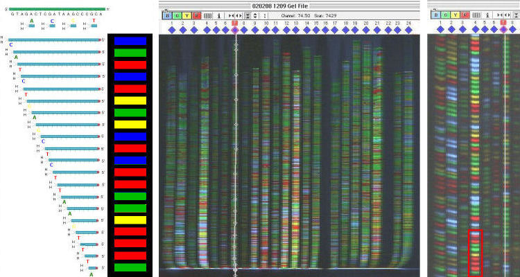 Dideoxy sequencing