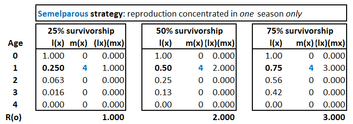 Semelparous
            strategy