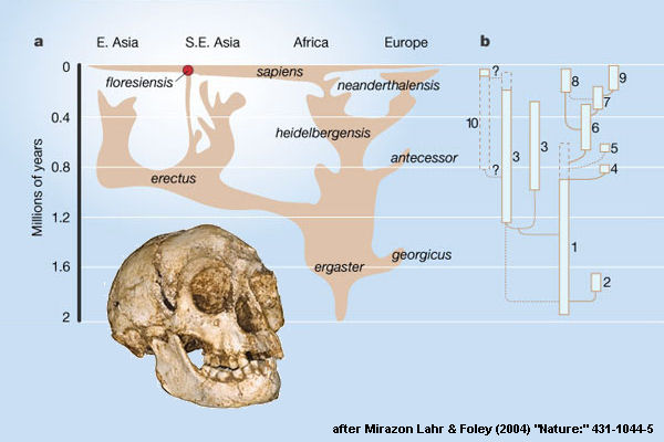 Mirazon Lahr & Foley (2004) "Nature:" 431-1044-5