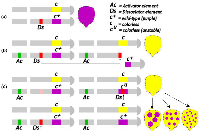 Ac-Ds system with cu