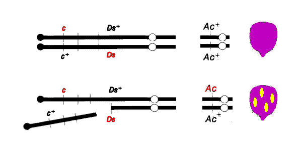 Ac-Ds system