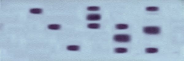 monomeric allozyme