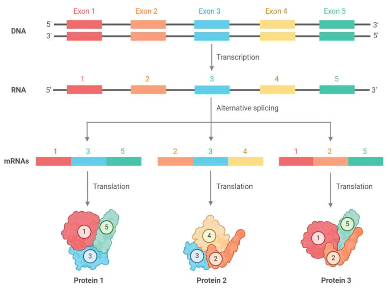 Alternative
splicing