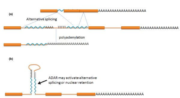 Alu
            splicing