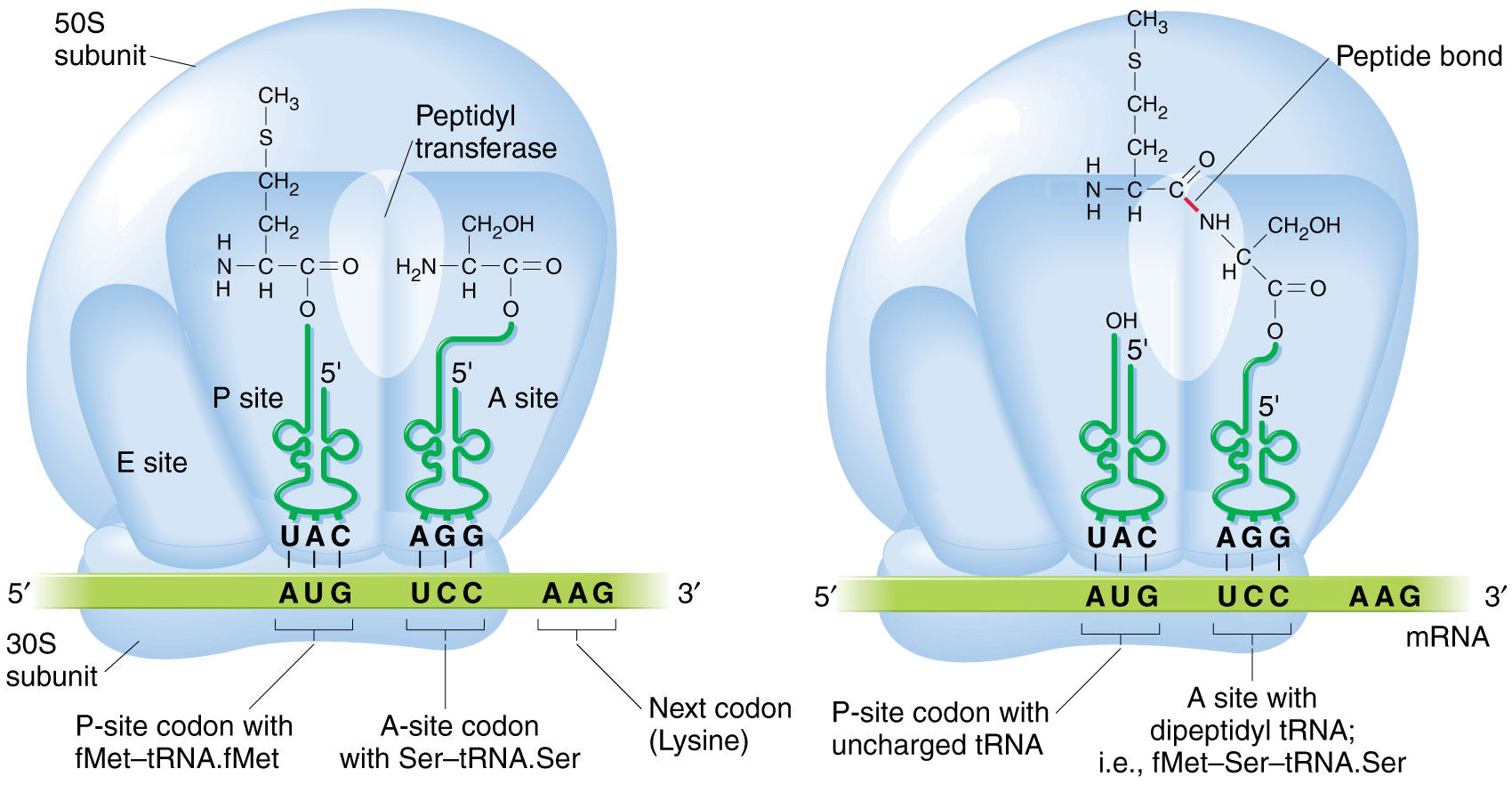 Amino Acid
condensation rxn