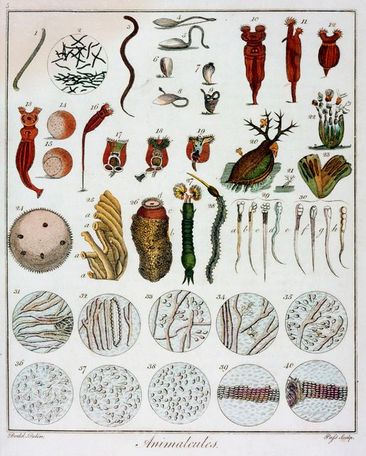 Leuwenhoek's animalcules