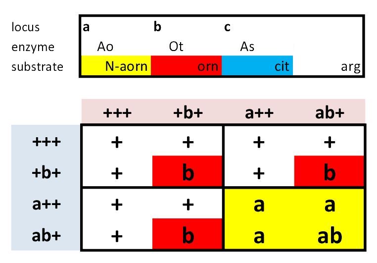 Arginine dihybrid ab