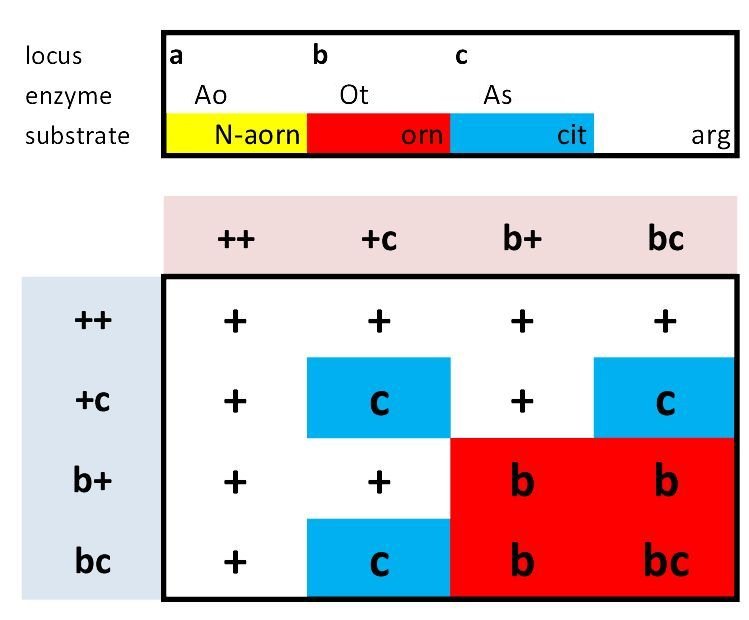 Arginine dihybrid bc