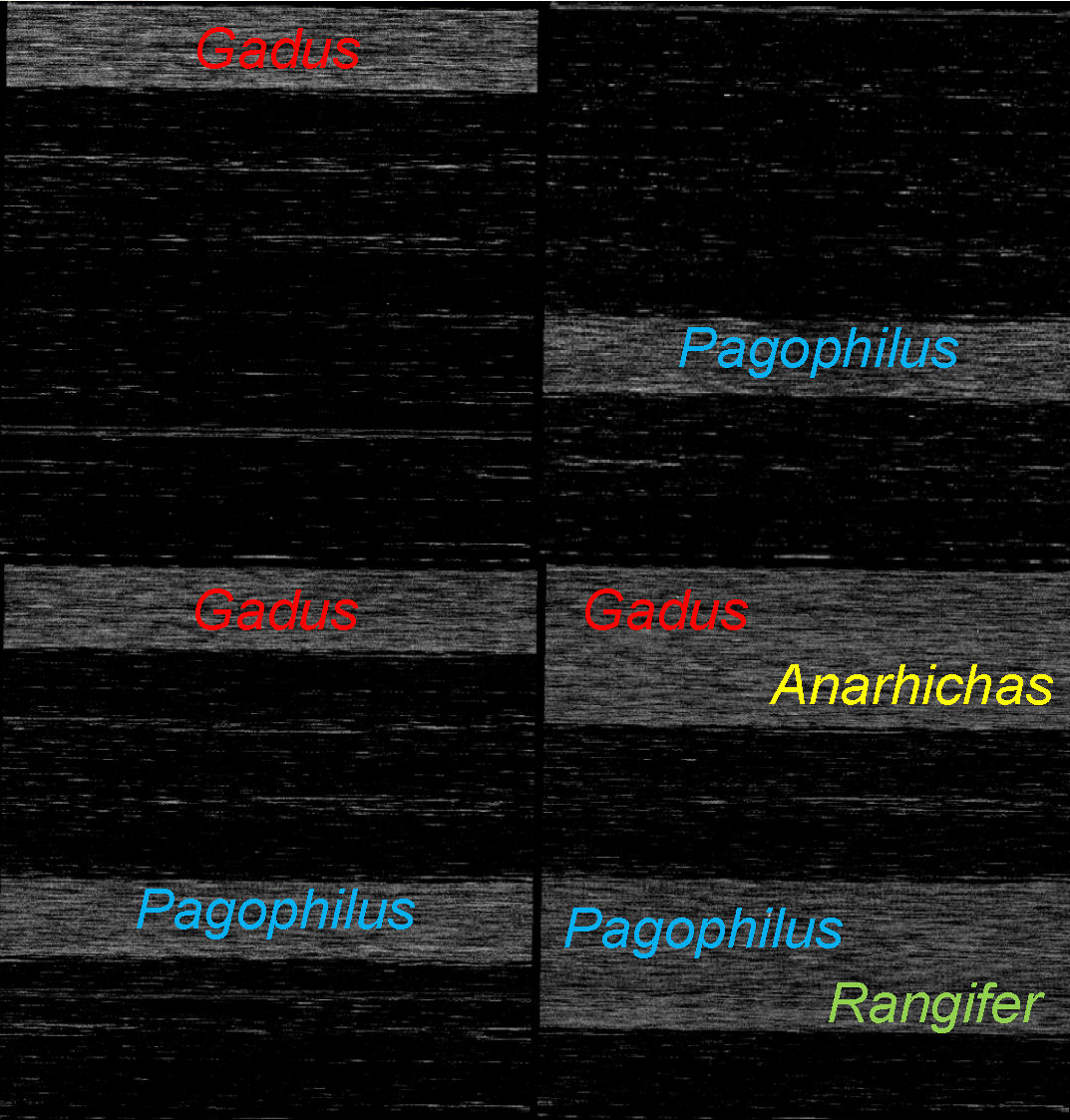 Four-taxon ArkChip