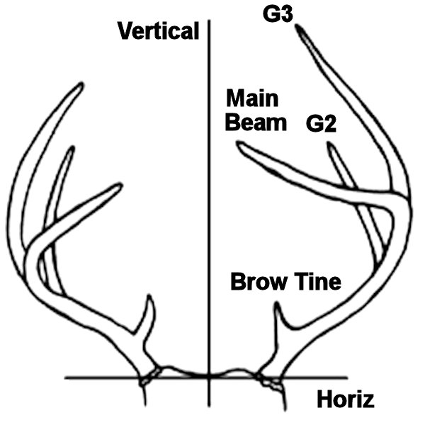 Asymmtery of deer
antlers