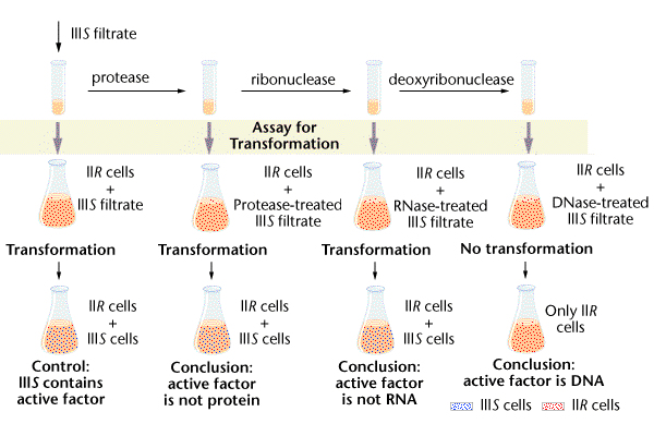 Avery
        experiment