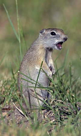 Belding Ground Squirrel