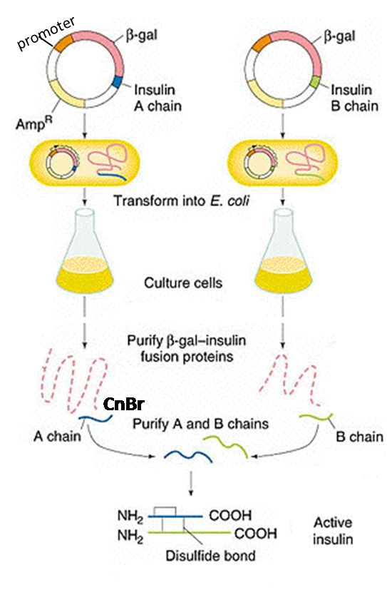 Recombinant Insulin